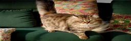 Siberian cats for sale: Retiring show cats in Billericay - Advert 5