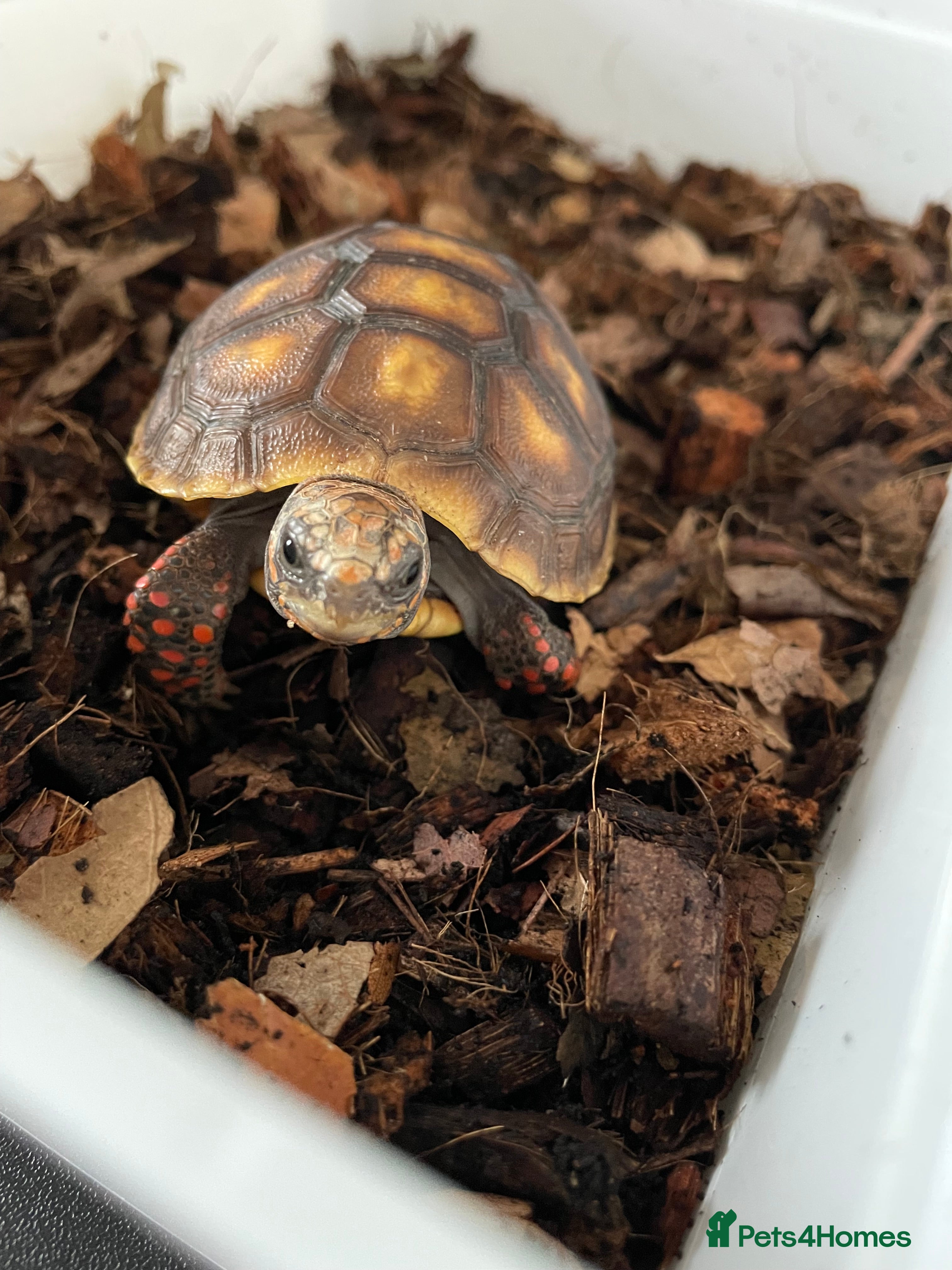 Tortoise reptiles Red Footed Tortoise for sale to a good home - Advert 2