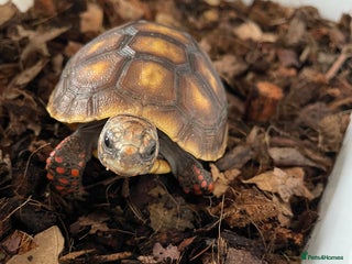 Tortoise reptiles Red Footed Tortoise for sale to a good home - Advert 1