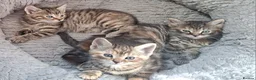 Mixed Breed cats for sale: Gorgeous pure Tabby healthy kittens in London - Advert 8