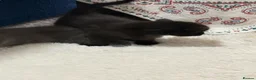 British Shorthair cats for sale:  4 Beautiful Kittens for sale 1 grey 3 Black  - Advert 14