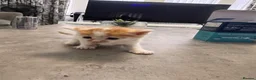 Mixed Breed cats for sale: Extreme fluffy chubby kittens  in London - Advert 34