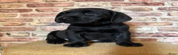 Labrador Retriever dogs for sale: BLACK LAB PUPS 270 CLEAR DNA - READY NOW  - Advert 12