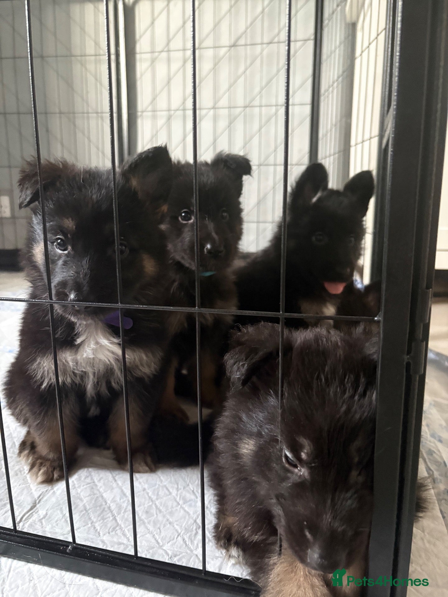 German Shepherd dogs German Shepard pups for sale - 2 boys 5 girls - Advert 2