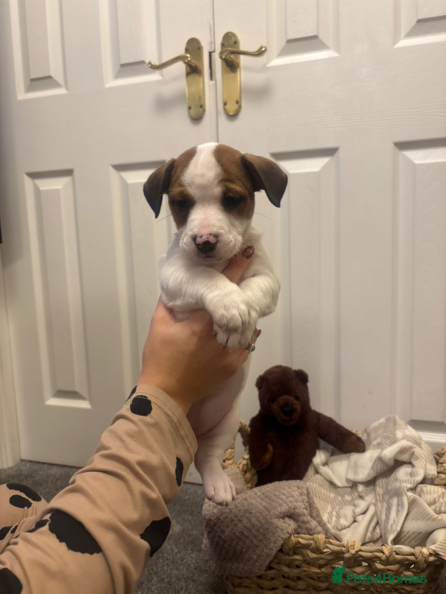 Mixed Breed dogs  Last 2 girls READY NOW! Rare English Bulldach - Advert 5