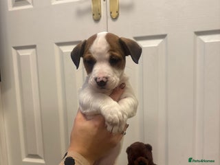 Mixed Breed dogs *4 left* Rare English Bulldach Puppies - Advert 15