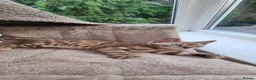 Bengal cats for sale: STUNNING LITTER OF TICA MINK BENGAL KITTENS.  - Advert 7