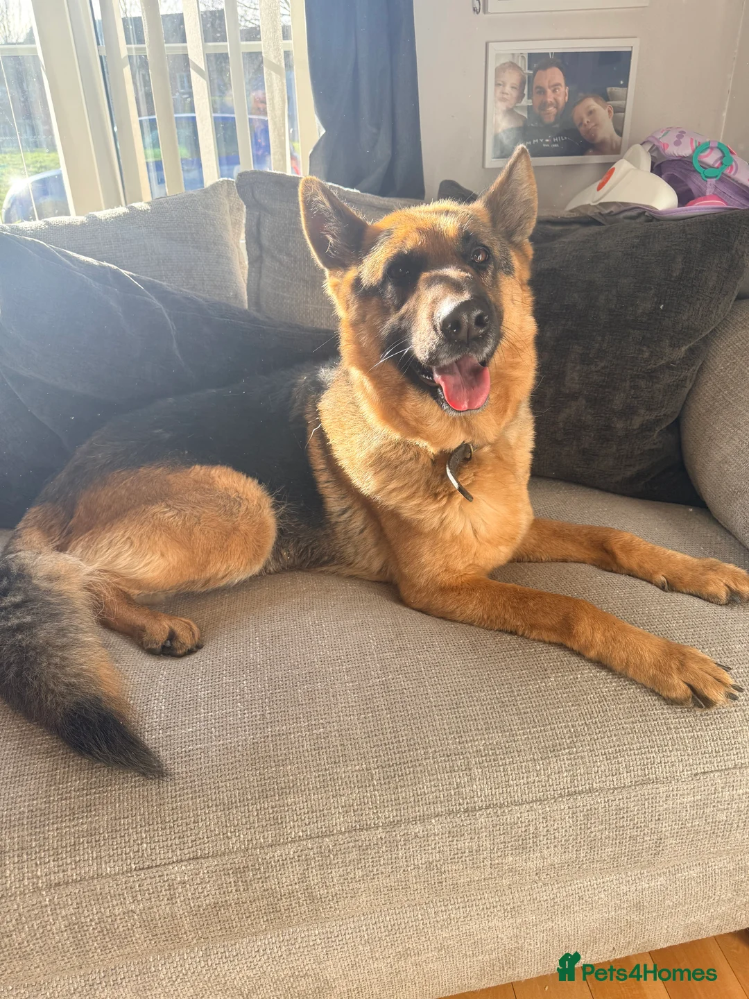 German Shepherd dogs for sale: Female German Shepherd - Advert 2