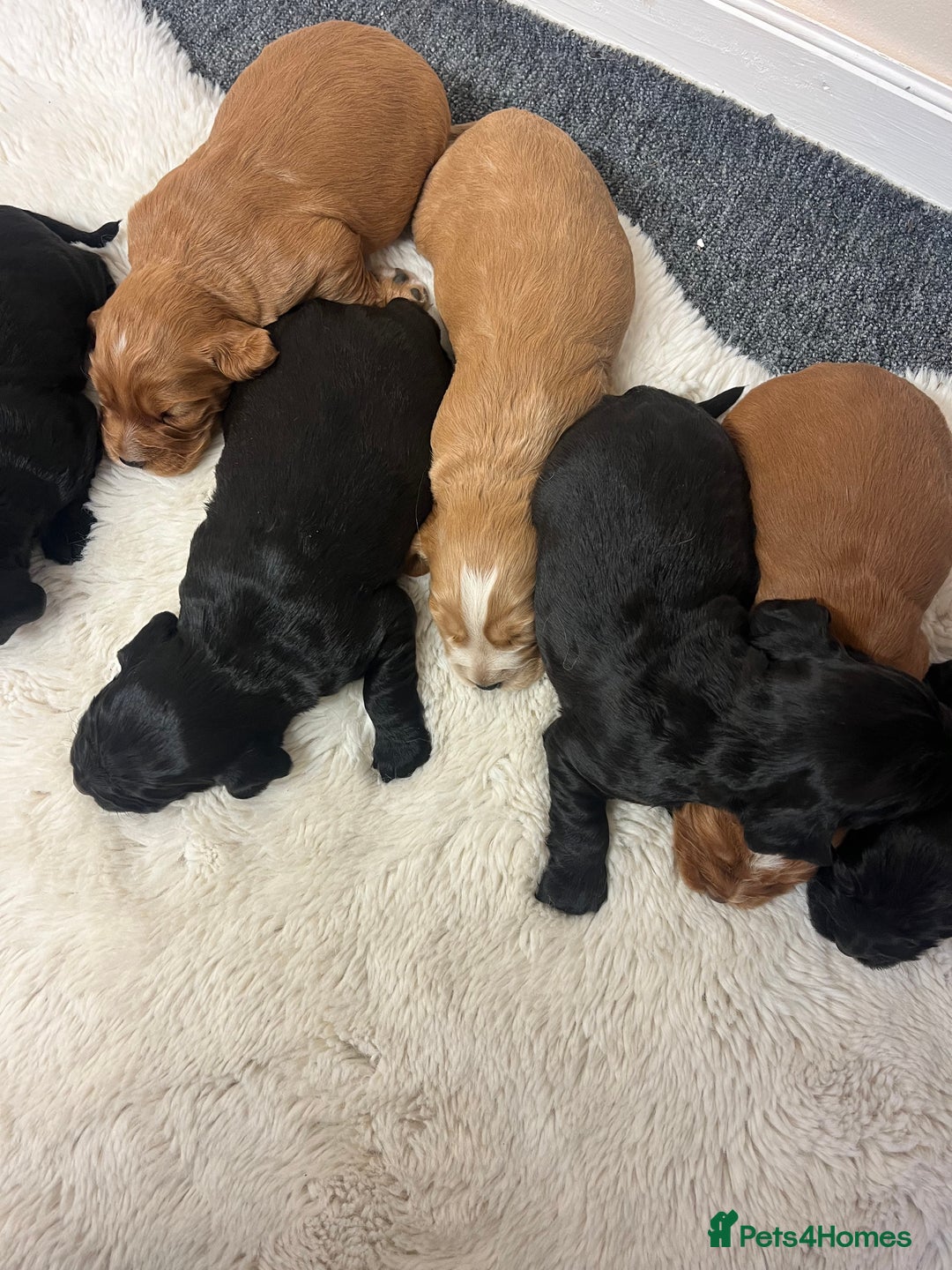 Cocker Spaniel dogs for sale: 8 beautiful cocker spaniel puppy’s  - Advert 9