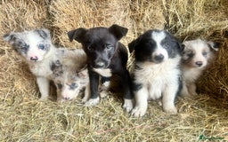 Border Collie dogs for sale: 5 beautiful border collie pups  - Image 13