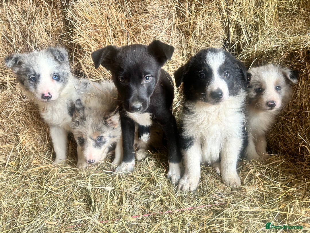 Border Collie dogs for sale: 5 beautiful border collie pups  - Image 13