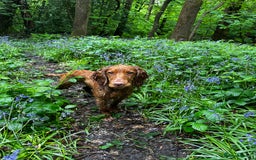 Cocker Spaniel dogs for stud: STUD - Working Cocker Spaniel - Image 25