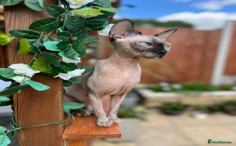 Sphynx cats - Advert 1