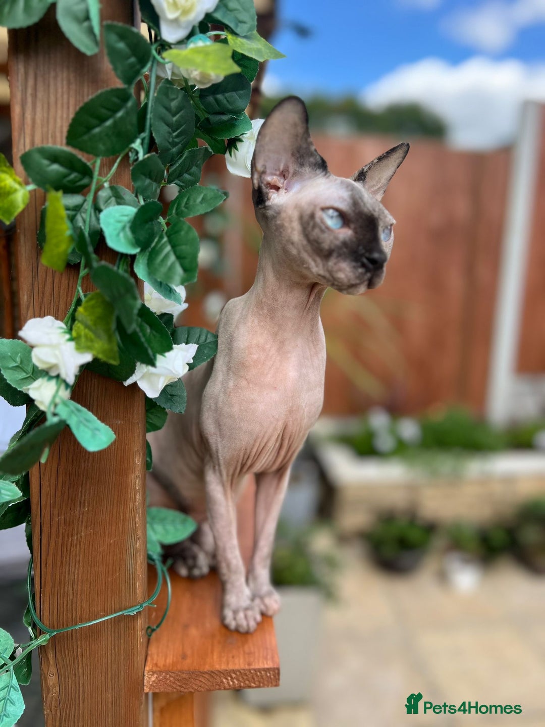 Sphynx cats for sale: Spayed Sphynx girl with blue eyes  - Image 2