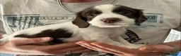 English Springer Spaniel dogs for sale: Beautiful springer spaniel puppies - Advert 7