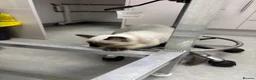 Ragdoll cats for sale: Beautiful ragdoll babies  - Advert 19