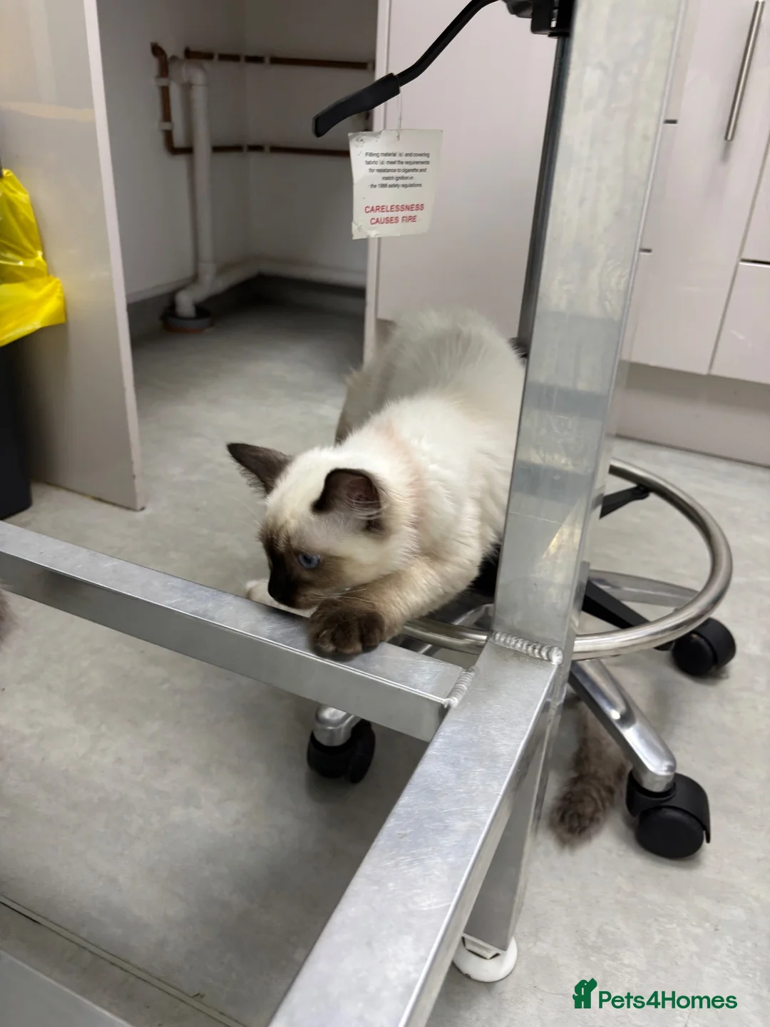 Ragdoll cats for sale: Beautiful ragdoll babies  - Advert 19