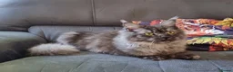 Maine Coon cats for sale: GCCF Pedigree Maine Coon Kittens for sale  - Advert 4