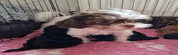 Mixed Breed dogs for sale: Doll faced Mikipoo - Advert 2