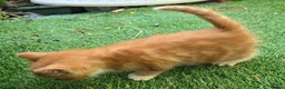 Mixed Breed cats for sale: Beautiful Mixed Breed Kittens - RESERVE  - Advert 2
