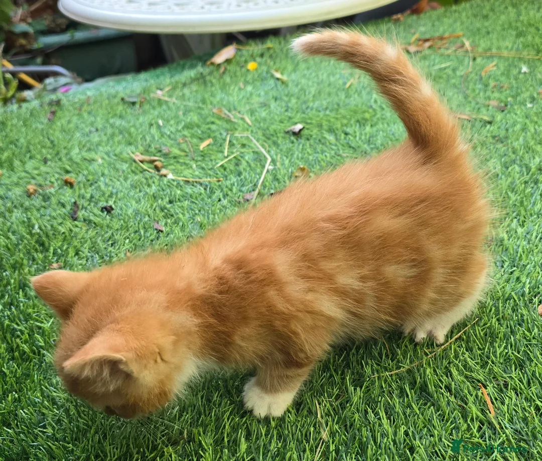 Mixed Breed cats for sale: Beautiful Mixed Breed Kittens - RESERVE  - Advert 2