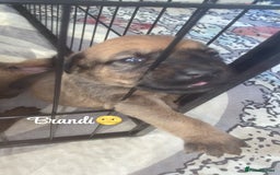 Mixed Breed dogs for sale: Beautiful Puppies For Sale!!! - Image 12