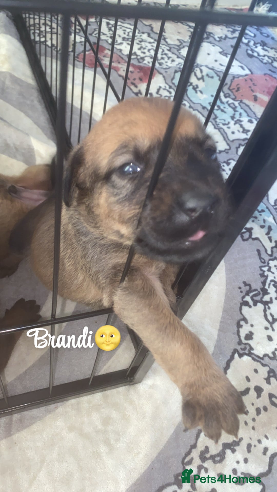 Mixed Breed dogs for sale: Beautiful Puppies For Sale!!! - Image 12