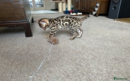Bengal cats for sale: TICA registered bengal kittens!🐱 - Image 29