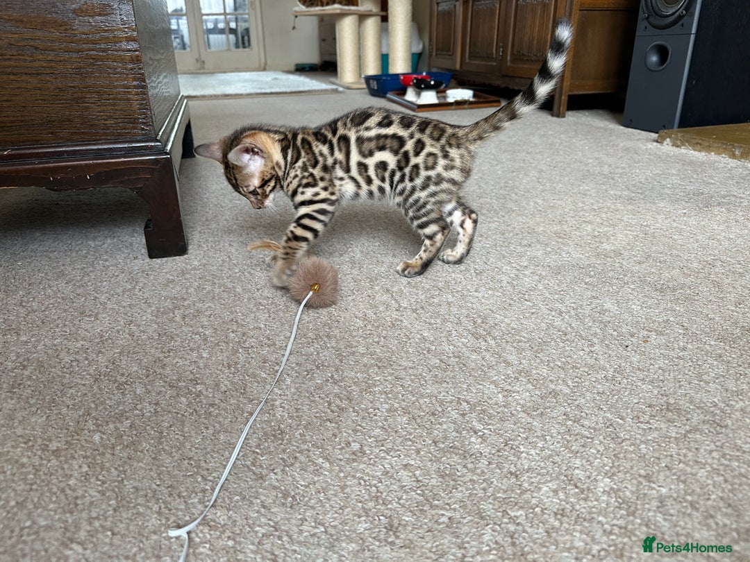 Bengal cats for sale: TICA registered bengal kittens!🐱 - Image 29