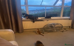Brazilian Shorthair cats for sale: Little black rescue kitten - Image 20