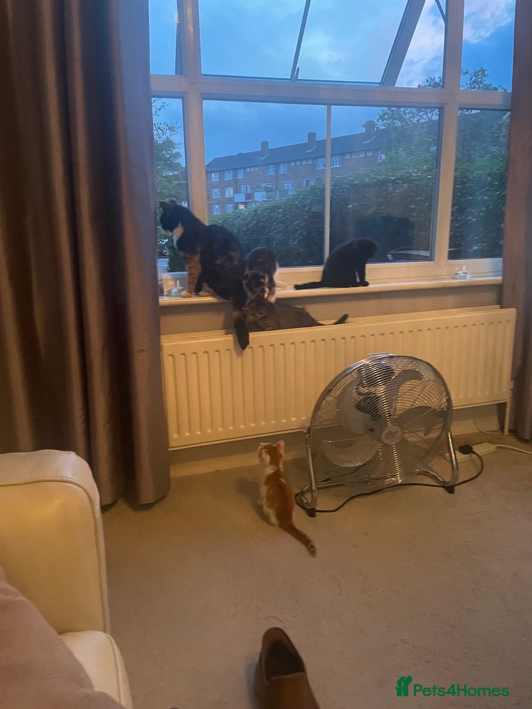 Brazilian Shorthair cats for sale: Little black rescue kitten - Image 20