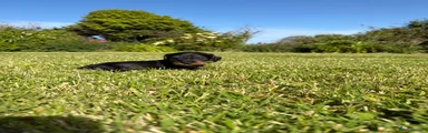 Dachshund Puppy Dark Green