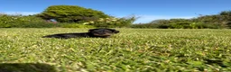 Dachshund dogs for sale: Standard Wire-Haired Dachshund Puppies - Advert 30