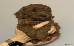 Miniature Poodle dogs for sale: Puppy  - Image 5