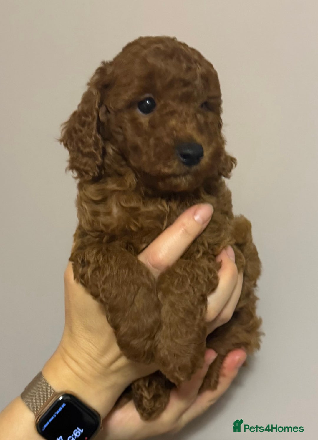 Miniature Poodle dogs for sale: Puppy  - Image 5