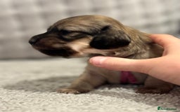 Miniature Dachshund dogs for sale: Reservation list now open! - Image 21