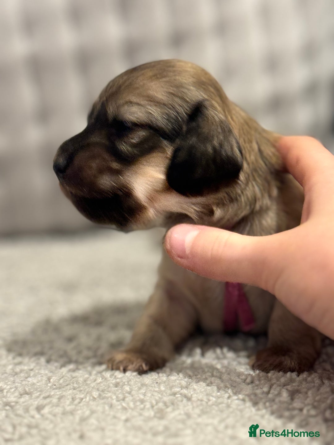 Miniature Dachshund dogs for sale: Reservation list now open! - Image 21