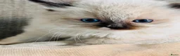 Ragdoll cats for sale: Ragdoll kittens  - Advert 10