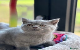 British Shorthair cats for sale: GCCF Reg British Shorthair Kittens - Image 4