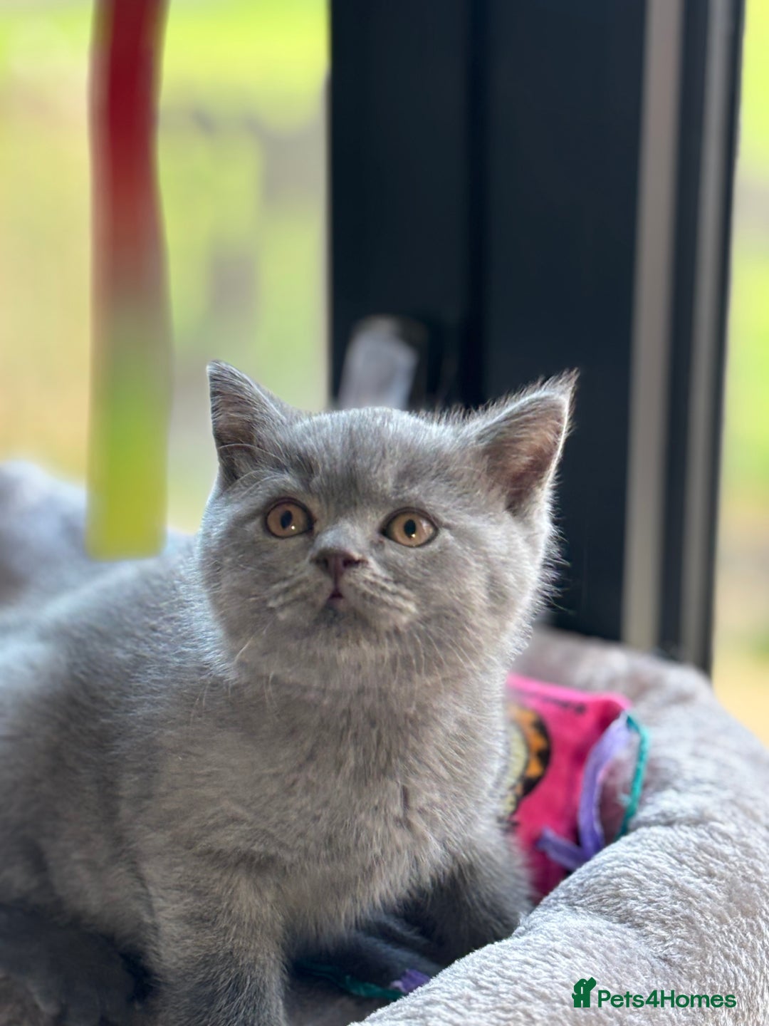 British Shorthair cats for sale: GCCF Reg British Shorthair Kittens - Image 4