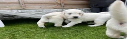 Golden Retriever dogs for sale: ⭐️Ready from 14th July⭐️ - Advert 7