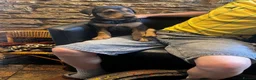 Dobermann dogs for sale: Beautiful litter of European Dobermann X - Advert 16