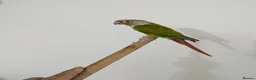 Conures birds for sale: Semi tammed pineapple conure for sale  - Advert 3
