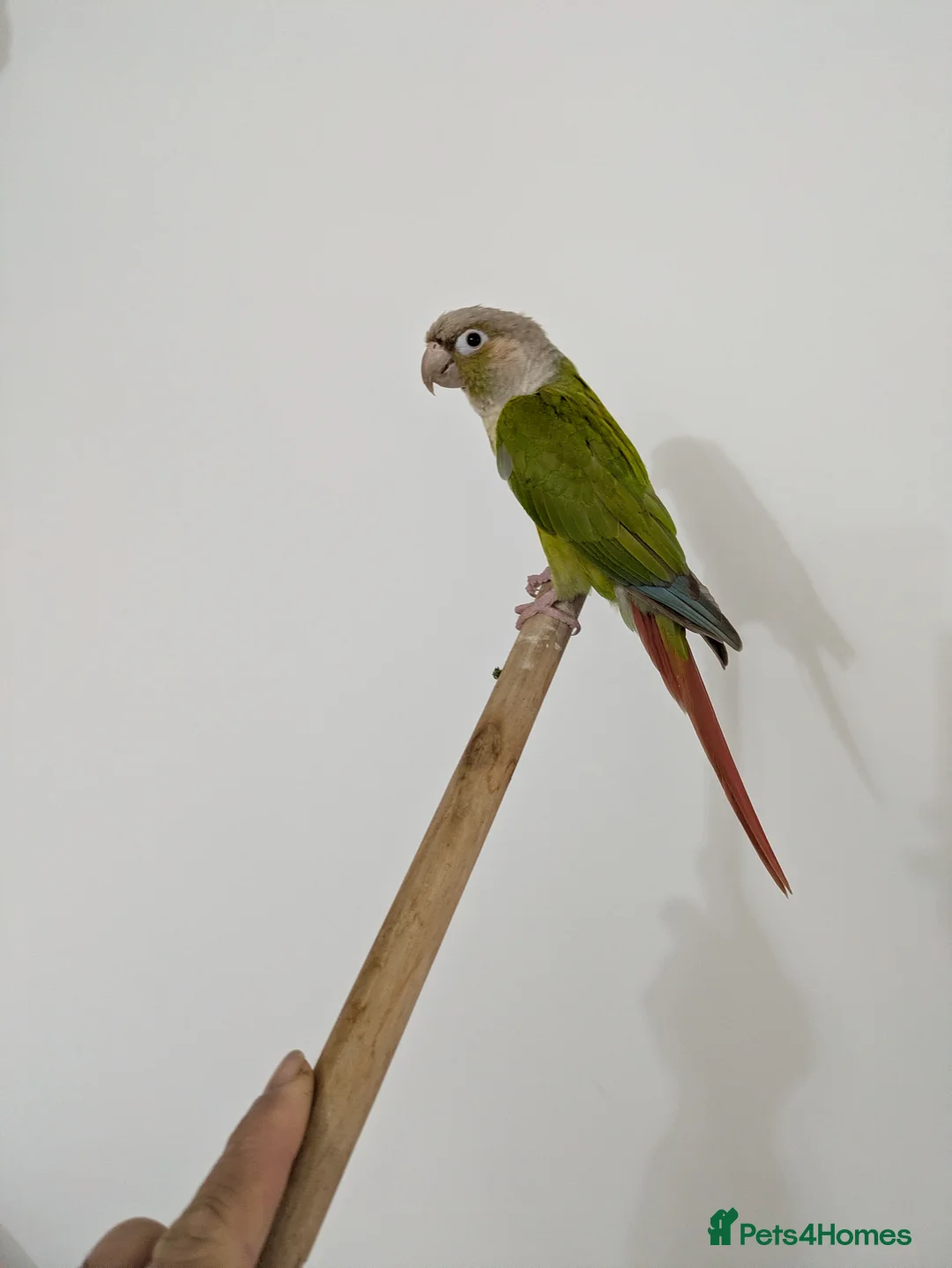 Conures birds for sale: Semi tammed pineapple conure for sale  - Advert 3