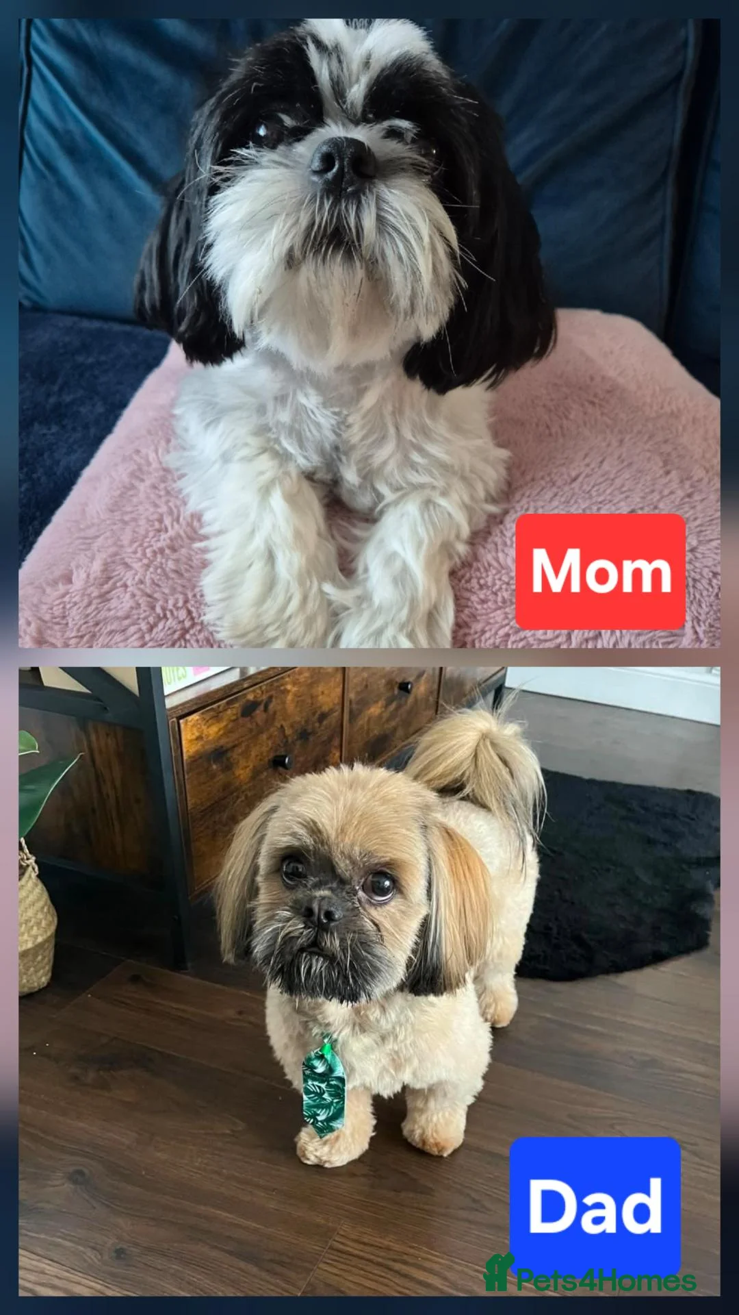 Shih Tzu dogs for sale: Puppy for sale  in Glasgow - Advert 2
