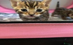 Bengal cats for sale: Supreme Grand Champion TICA bengal kittens  - Image 16