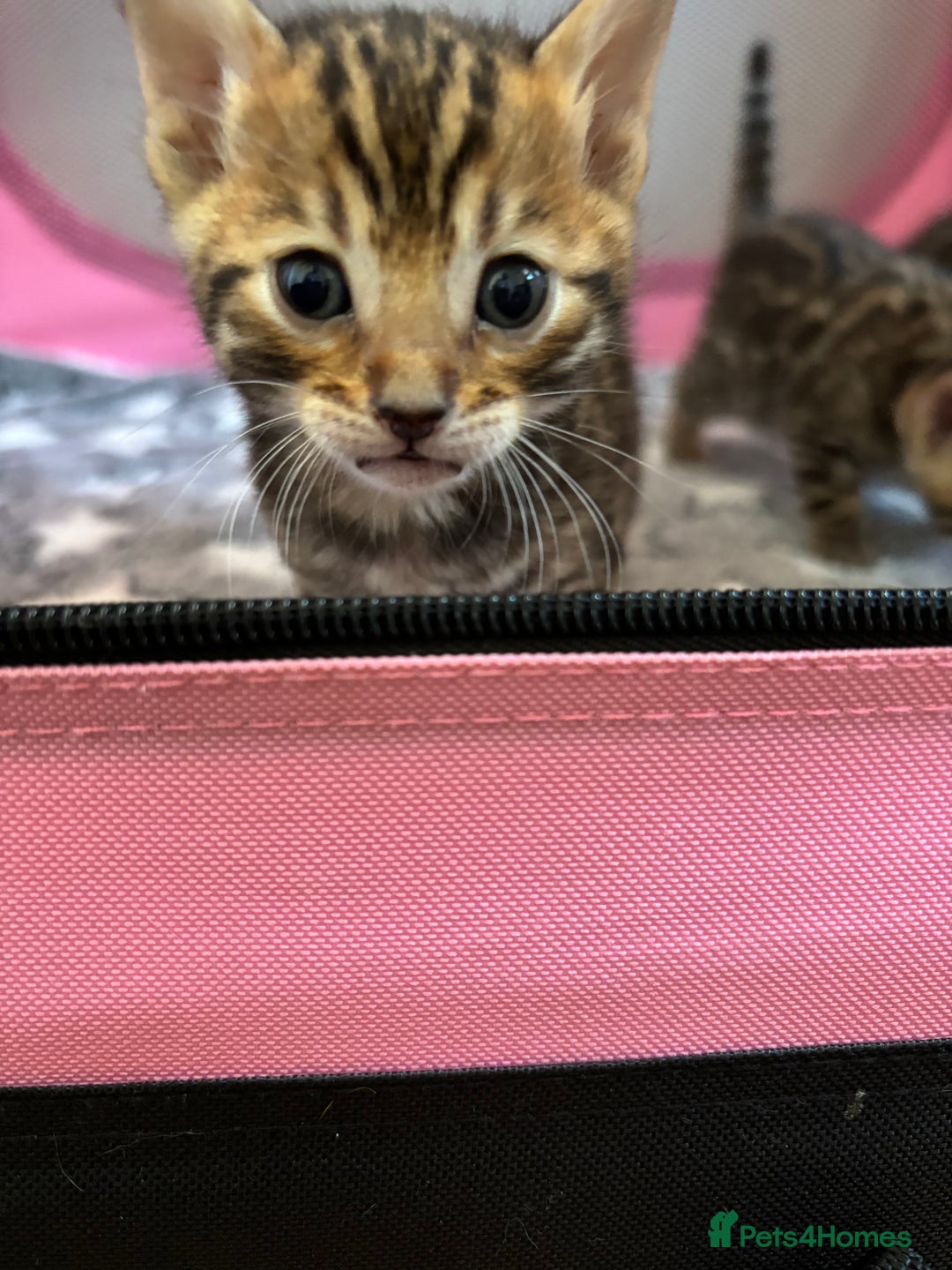 Bengal cats for sale: Supreme Grand Champion TICA bengal kittens  - Image 16