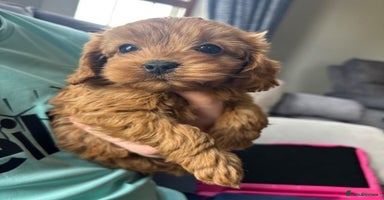 Cavapoo dogs - Advert 1