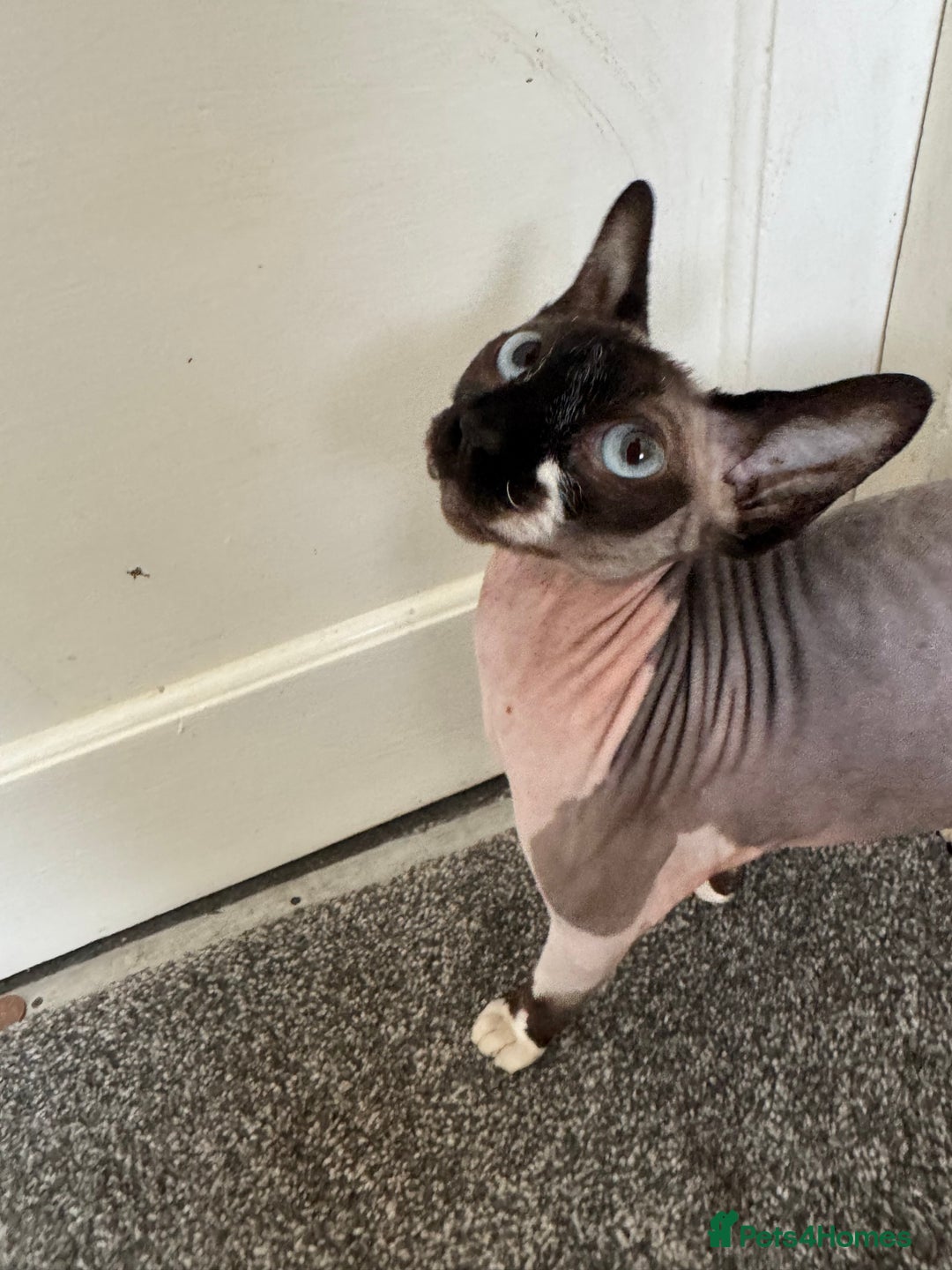 Sphynx cats for sale: Beautiful girl looking for new home  in Malvern - Image 3