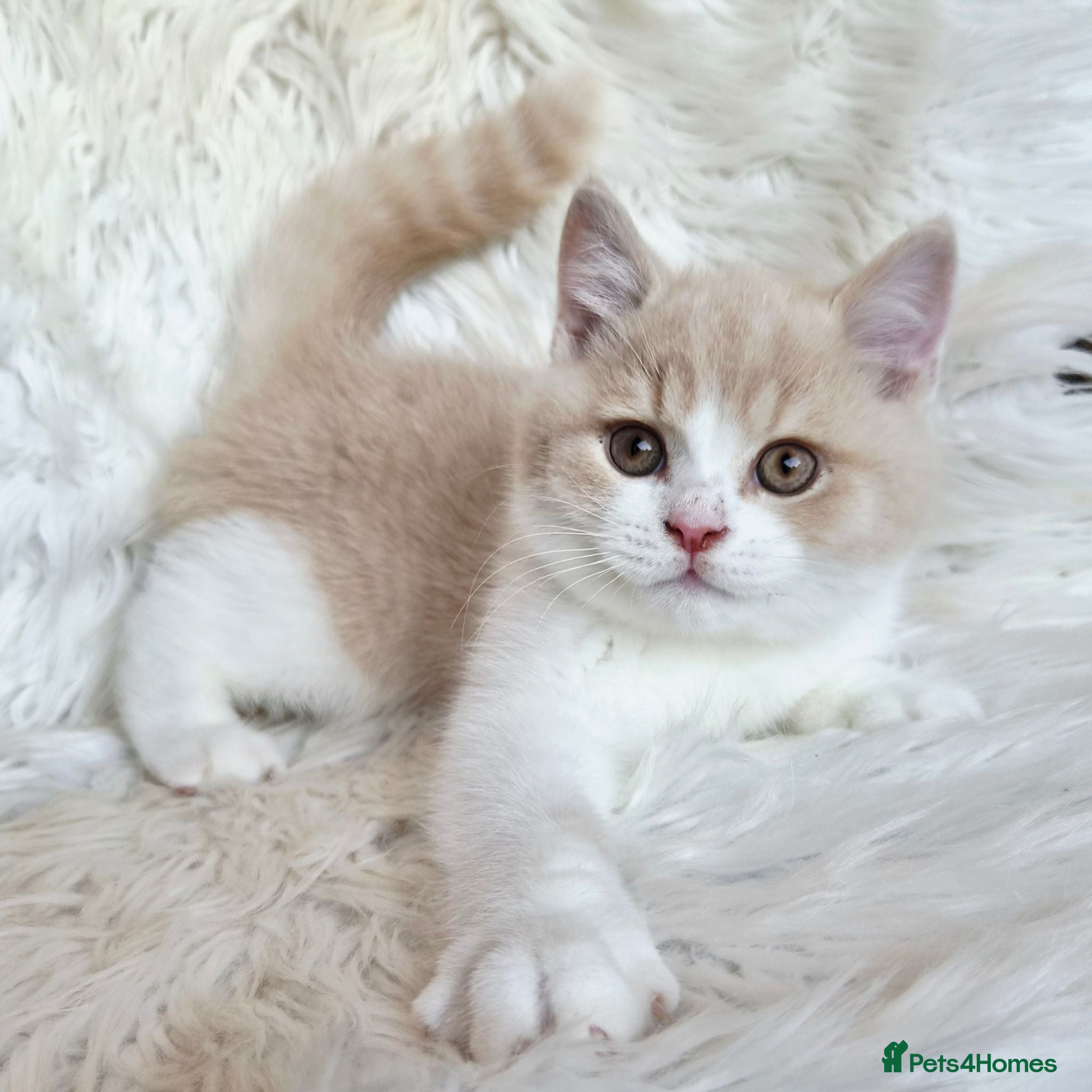 British Shorthair cats Gorgeous British shorthair kittens  - Advert 2